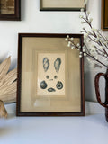 Antique 1879 “New Shells from Peru” Natural History Lithograph, Framed