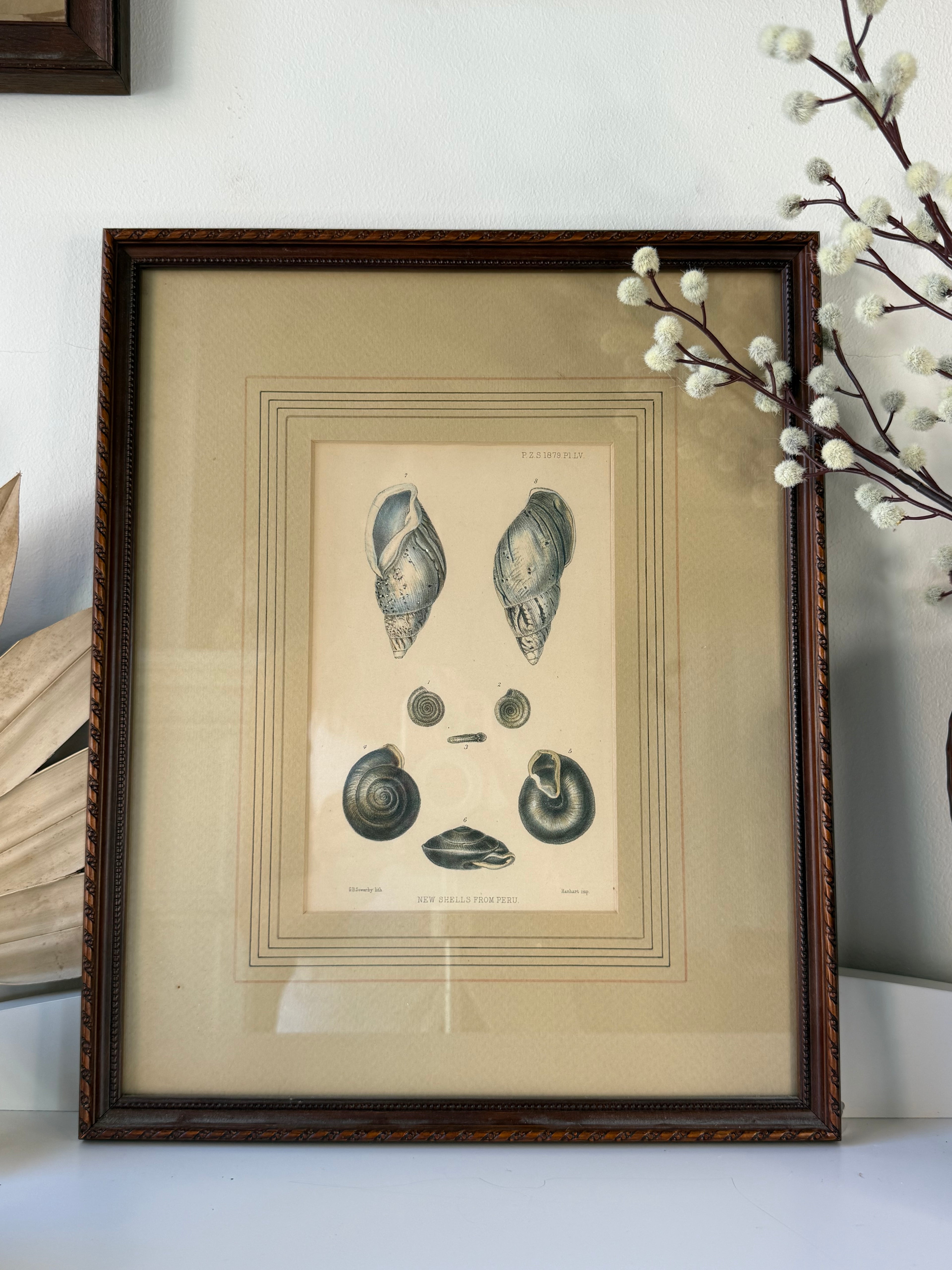 Antique 1879 “New Shells from Peru” Natural History Lithograph, Framed